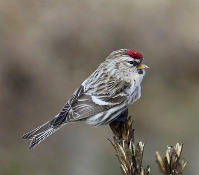 Grote Barmsijs - Mealy Redpoll