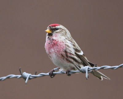 Grote Barmsijs - Mealy Redpoll