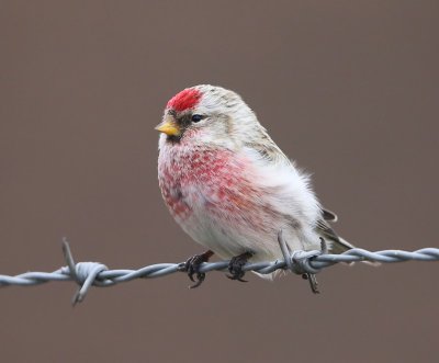 Grote Barmsijs - Mealy Redpoll