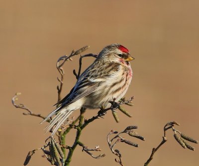 Grote Barmsijs - Mealy Redpoll