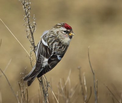 Grote Barmsijs - Mealy Redpoll