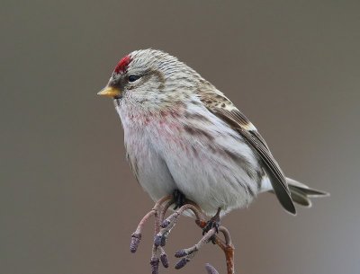 Grote Barmsijs - Mealy Redpoll