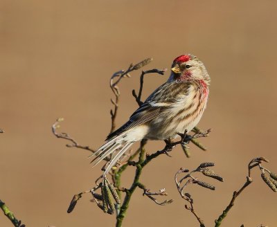Grote Barmsijs - Mealy Redpoll