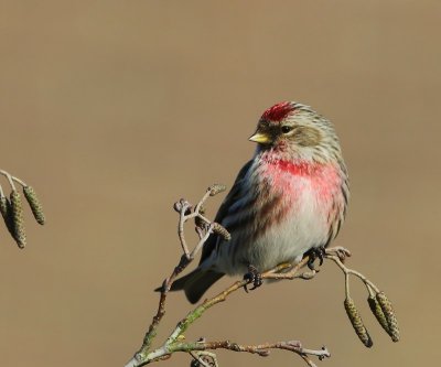 Grote Barmsijs - Mealy Redpoll