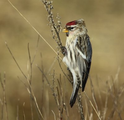 Grote Barmsijs - Mealy Redpoll