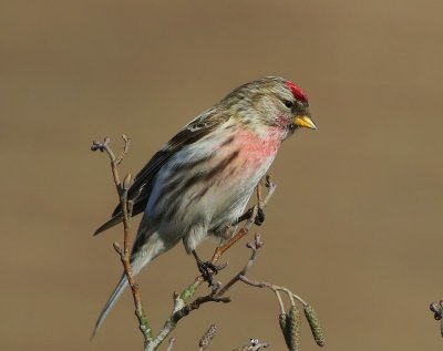 Grote barmsijs24_180218_HV.jpg