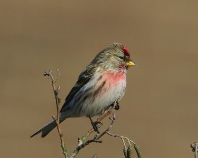 Grote Barmsijs - Mealy Redpoll