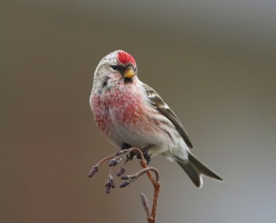 Grote Barmsijs - Mealy Redpoll