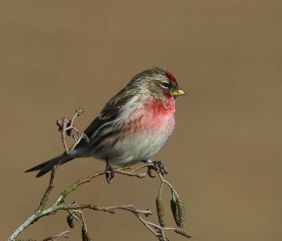 Grote Barmsijs - Mealy Redpoll