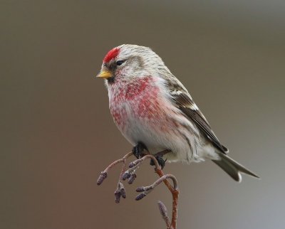 Grote Barmsijs - Mealy Redpoll
