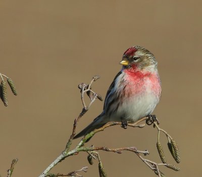Grote Barmsijs - Mealy Redpoll