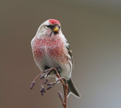 Grote Barmsijs - Mealy Redpoll