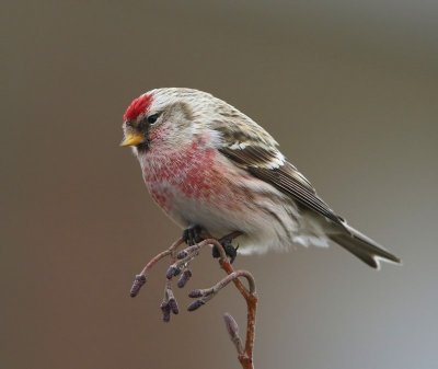 Grote Barmsijs - Mealy Redpoll