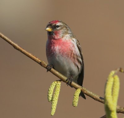 Grote Barmsijs - Mealy Redpoll