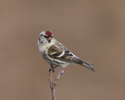 Grote Barmsijs - Mealy Redpoll