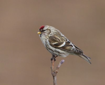 Grote Barmsijs - Mealy Redpoll
