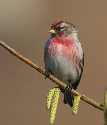 Grote Barmsijs - Mealy Redpoll