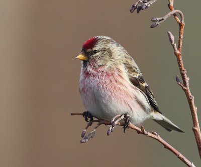 Grote Barmsijs - Mealy Redpoll