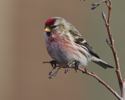 Grote Barmsijs - Mealy Redpoll