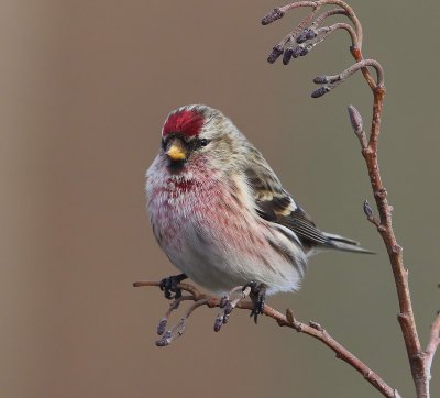 Grote Barmsijs - Mealy Redpoll