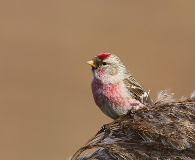 Grote Barmsijs - Mealy Redpoll