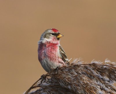 Grote Barmsijs - Mealy Redpoll