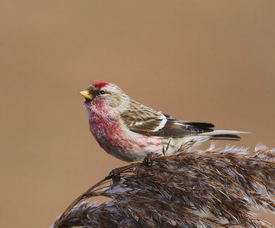 Grote Barmsijs - Mealy Redpoll