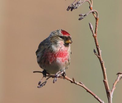 Grote Barmsijs - Mealy Redpoll