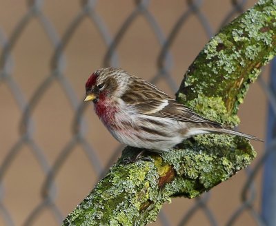 Grote Barmsijs - Mealy Redpoll
