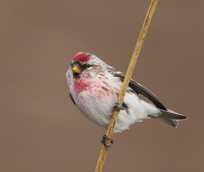 Grote Barmsijs - Mealy Redpoll