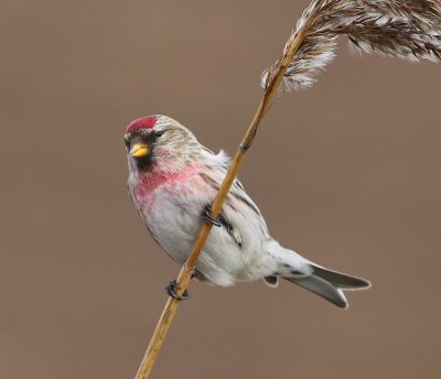 Grote Barmsijs - Mealy Redpoll