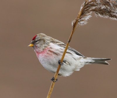 Grote Barmsijs - Mealy Redpoll