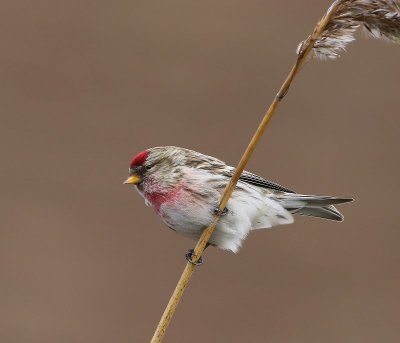 Grote Barmsijs - Mealy Redpoll