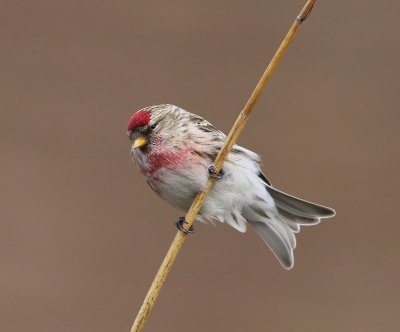 Grote Barmsijs - Mealy Redpoll