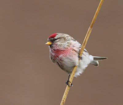 Grote Barmsijs - Mealy Redpoll