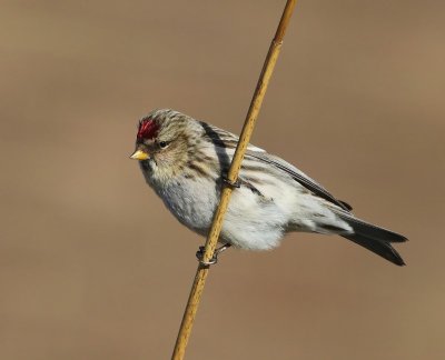 Grote Barmsijs - Mealy Redpoll