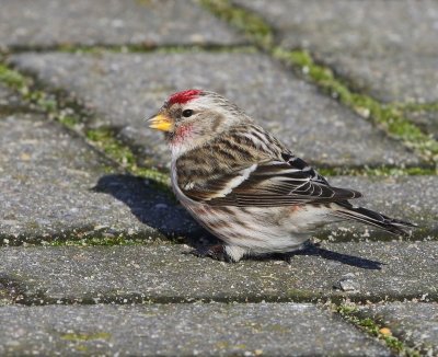 Grote Barmsijs - Mealy Redpoll