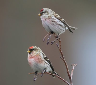 Grote Barmsijzen - Mealy Redpolls