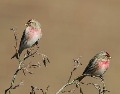 Grote Barmsijzen - Mealy Redpolls