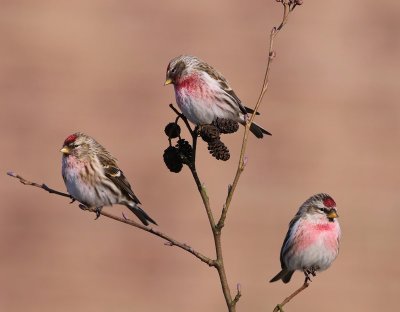 Grote Barmsijzen - Mealy Redpolls