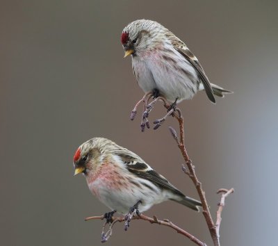 Grote Barmsijzen - Mealy Redpolls