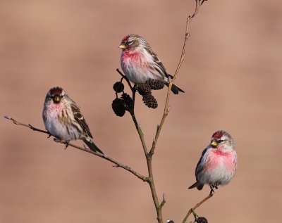 Grote Barmsijzen - Mealy Redpolls