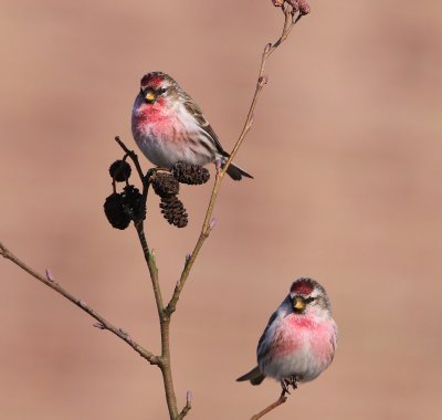 Grote Barmsijzen - Mealy Redpolls