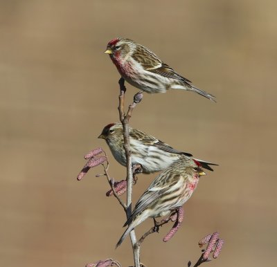 Grote Barmsijzen - Mealy Redpolls
