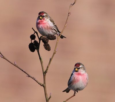 Grote Barmsijzen - Mealy Redpolls