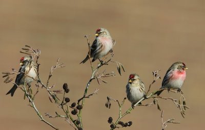 Grote Barmsijzen - Mealy Redpolls
