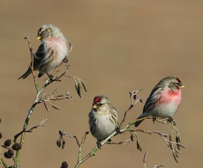 Grote Barmsijzen - Mealy Redpolls