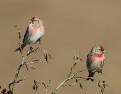 Grote Barmsijzen - Mealy Redpolls