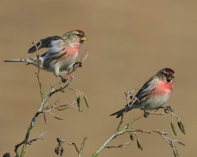 Grote Barmsijzen - Mealy Redpolls