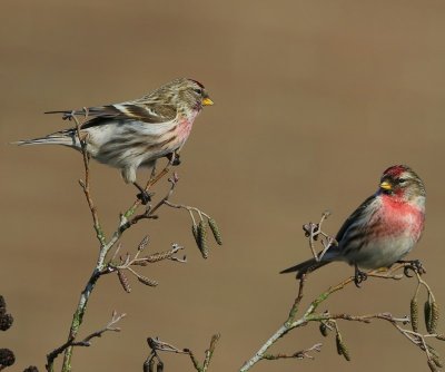 Grote Barmsijzen - Mealy Redpolls